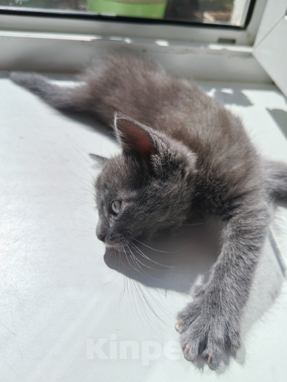 Кошки в Ярцево: Котёнок ищет семью Мальчик, 1 руб. - фото 3