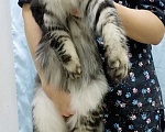 Кошки в Перми: Котята мейн-кун Мальчик, 30 000 руб. - фото 3