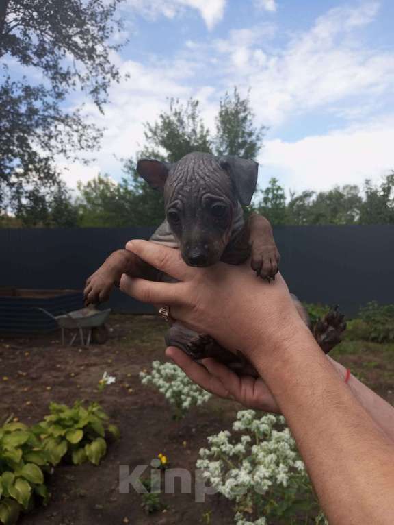 Собаки в Самаре: Продам  щенков породы  Американский  голый  терьер &quot; Девочка, 30 000 руб. - фото 3