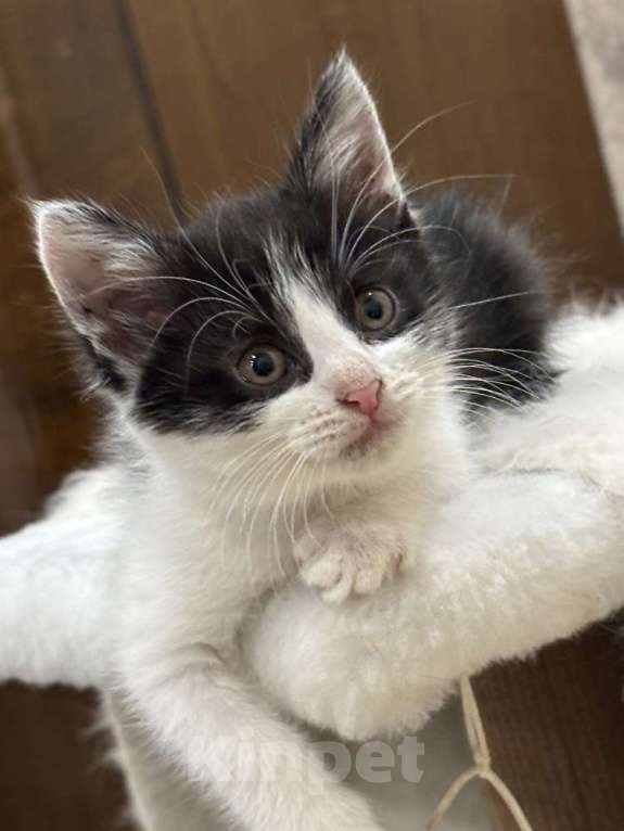 Кошки в Москве: Красивая 2 мес малышка Шаня в добрые руки! Девочка, Бесплатно - фото 2