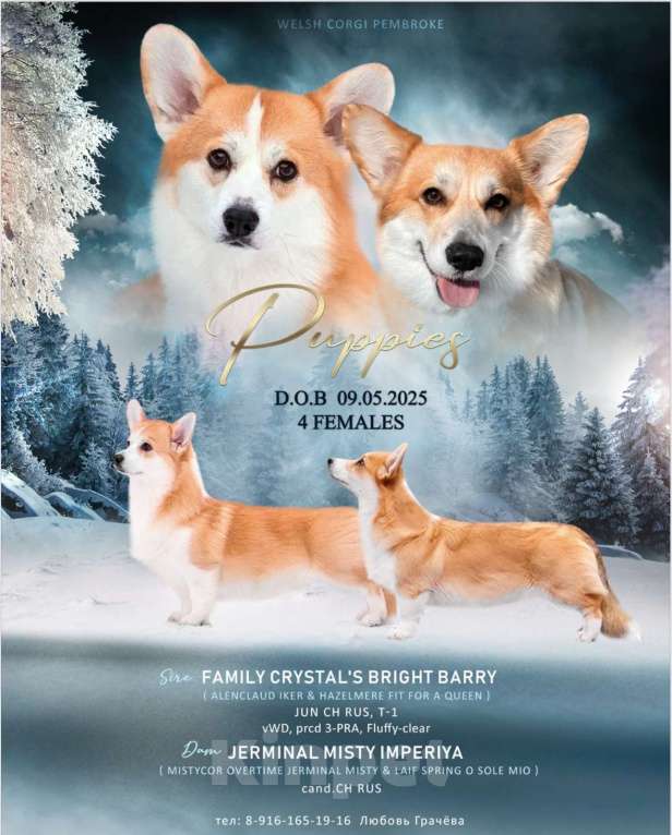 Собаки в Москве: Девочка корги пемброк  Девочка, Бесплатно - фото 9