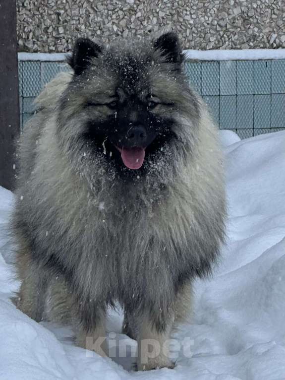 Собаки в Москве: Терри-Мак Из Воронцовского Дворца  Мальчик, 70 000 руб. - фото 3