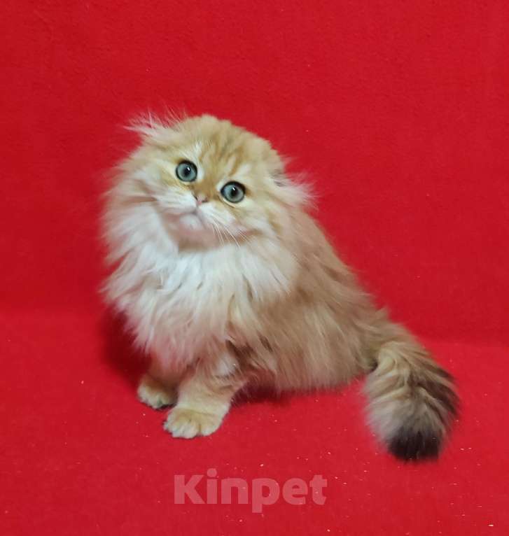 Кошки в Москве: Золотая мраморная кошечка хайленд Девочка, 20 000 руб. - фото 3