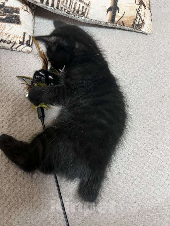 Кошки в Подольске: Котик Бобтейл  Мальчик, 5 000 руб. - фото 6