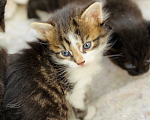 Кошки в Истре: Котята  Девочка, Бесплатно - фото 7