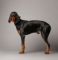 Черно-подпалый кунхаунд