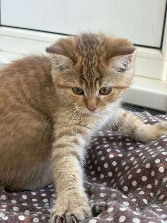 Кошки в Москве: Котенок девочка ищет дом Девочка, Бесплатно - фото 2