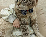 Кошки в Казани: Потерялся кот Феликс  Мальчик, 5 000 руб. - фото 1