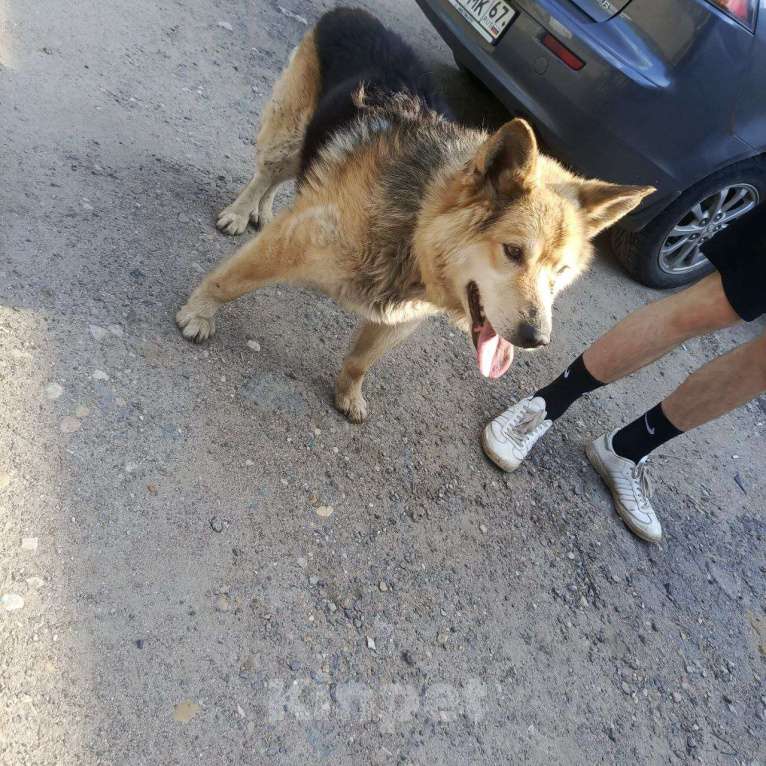 Собаки в Смоленске: Потерялась Собака Мальчик, Бесплатно - фото 9