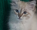 Кошки в Севастополе: Невские котята Мальчик, Бесплатно - фото 3