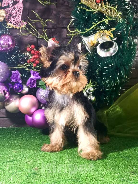 Собаки в Голицыно: Кукольная девочка Девочка, 90 000 руб. - фото 7