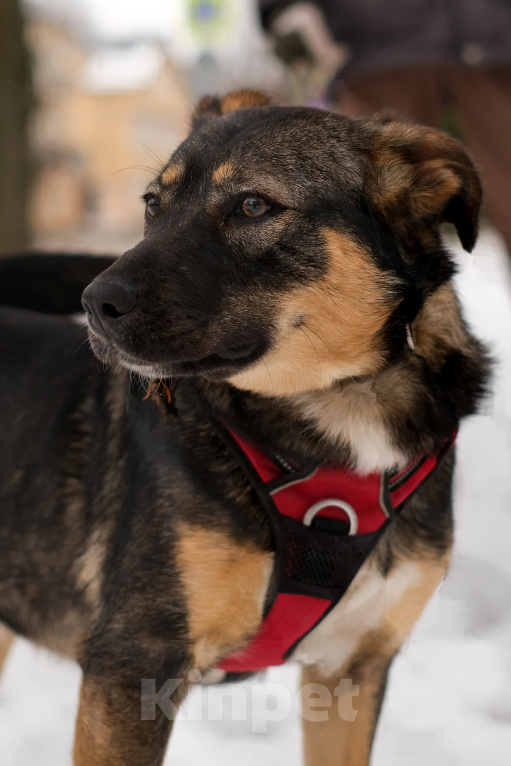 Собаки в Санкт-Петербурге: Сальма из приюта в добрые руки Девочка, Бесплатно - фото 1
