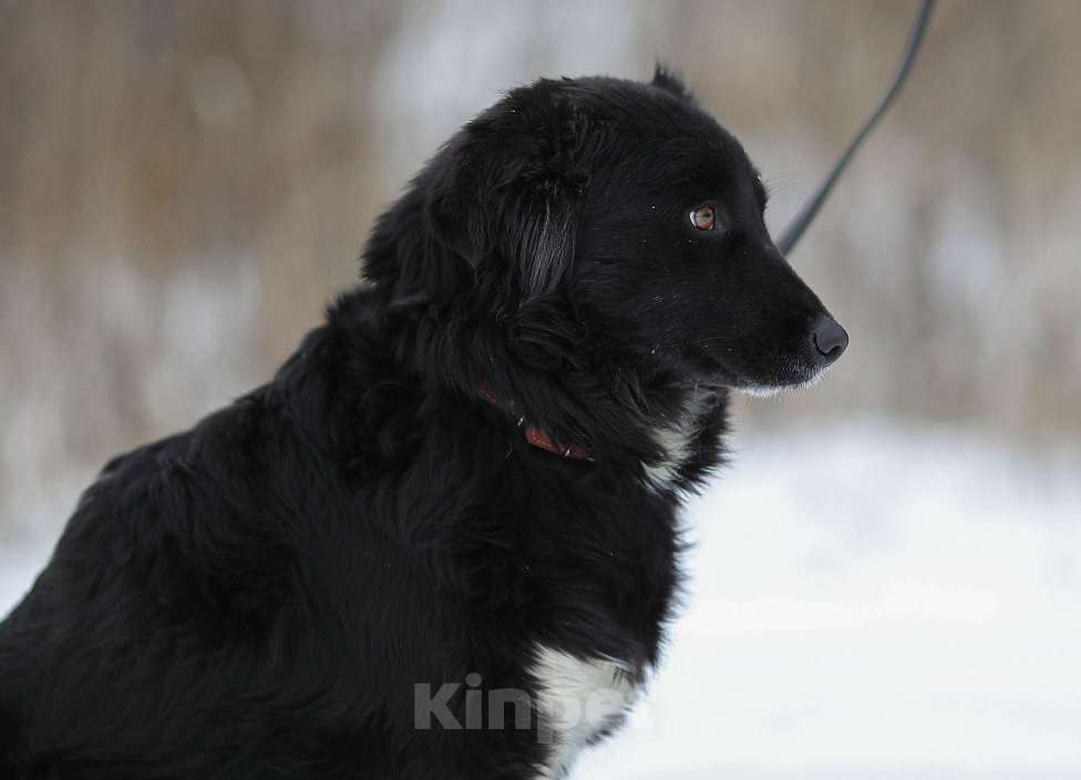 Собаки в Москве: Злата. Золотая собака Девочка, 1 руб. - фото 3