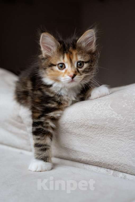 Кошки в Вологде: Курильский бобтейл котята из питомника Девочка, 40 000 руб. - фото 2