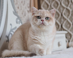 Кошки в Владивостоке: Британская кошечка Девочка, 50 000 руб. - фото 5