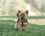 Собаки в Перми: Вязка, 1 000 руб. - фото 1