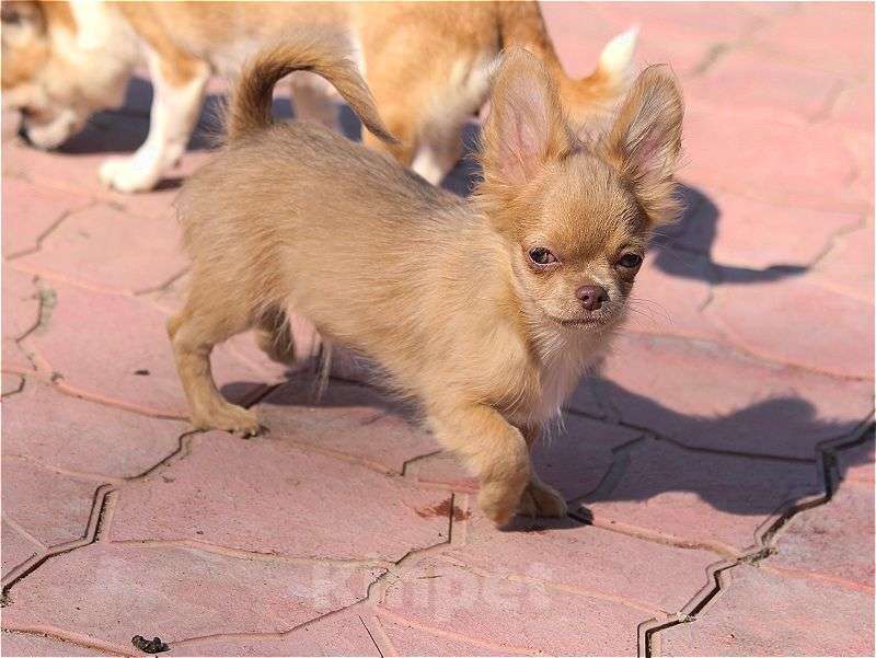 Собаки в Москве: красивые мальчики чихуахуа Мальчик, 25 000 руб. - фото 4