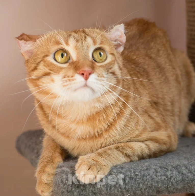 Кошки в Москве: Рыжий Веня с печальной судьбой. Ему очень нужна помощь  Мальчик, Бесплатно - фото 2