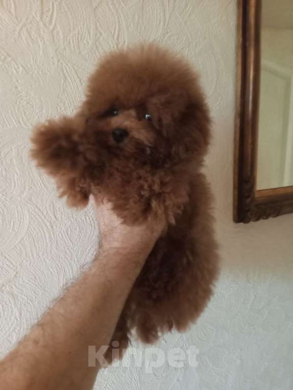 Собаки в Москве: Той-пудель, Китай  Девочка, 135 000 руб. - фото 2