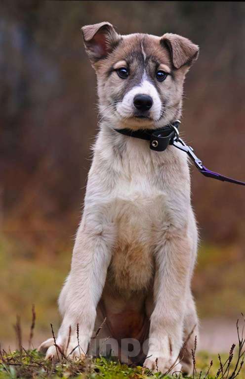 Собаки в Наро-Фоминске: Тэйси Якутята из ппбж Девочка, Бесплатно - фото 2