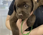 Собаки в Санкт-Петербурге: Щенки лабрадора Мальчик, 45 000 руб. - фото 1