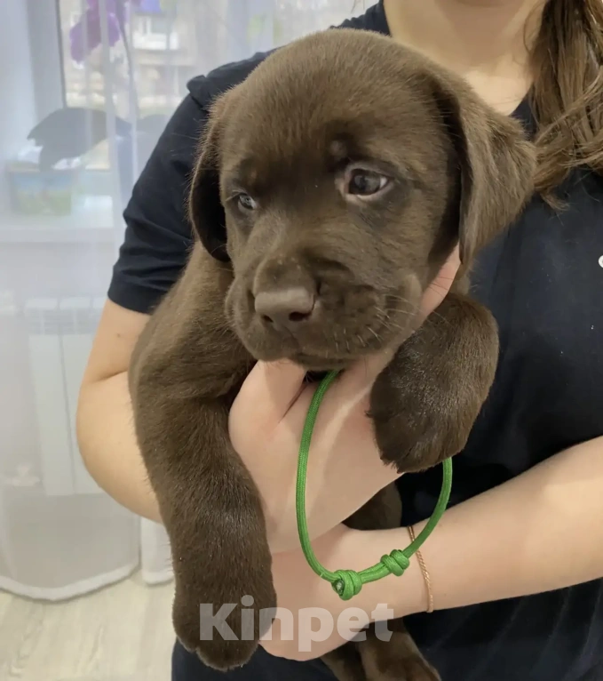 Собаки в Санкт-Петербурге: Щенки лабрадора Мальчик, 45 000 руб. - фото 1