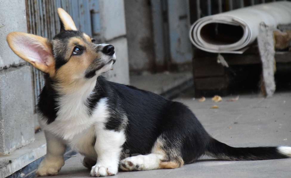 Собаки в Чапаевске: Питомник «ХАРВИТ ДЕ САМ» предлагает щенка Вельш корги пемброк. Девочка, 50 000 руб. - фото 1
