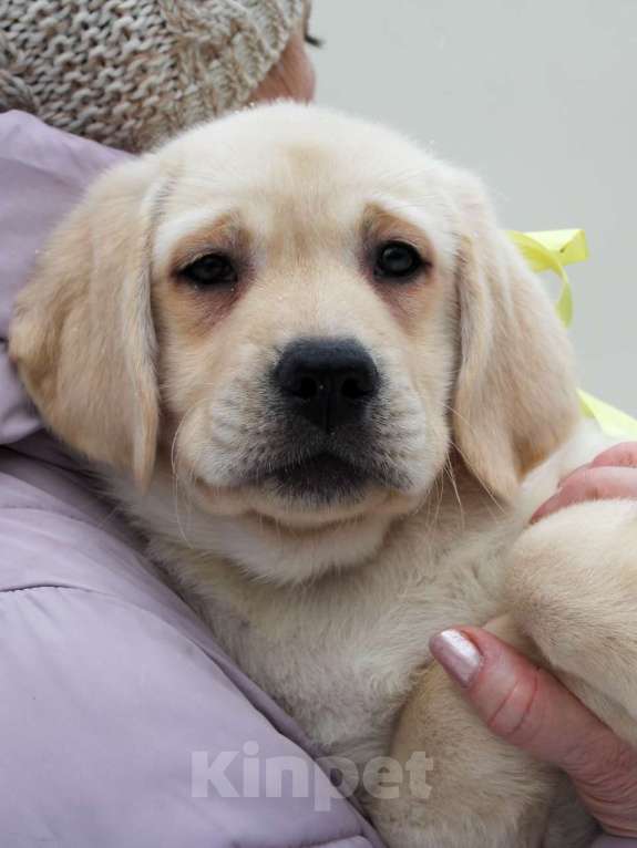 Собаки в других городах Липецкой области: Щенок лабрадора Холлабвууд'с Пиппа Девочка, 60 000 руб. - фото 4