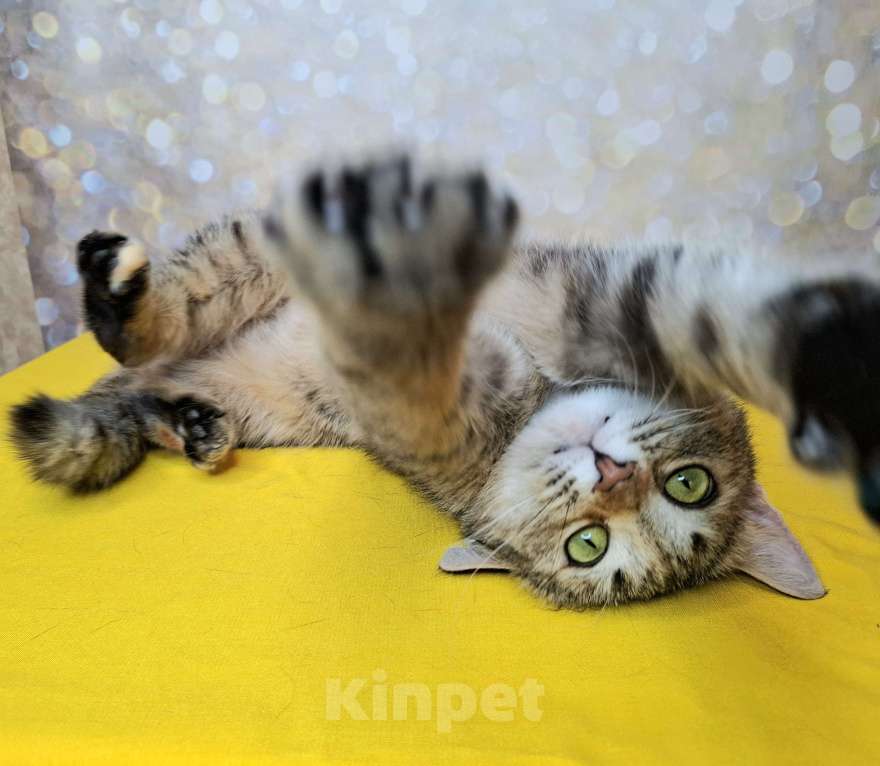 Кошки в Москве: Важена будет на выставке-пристройстве в Москве Девочка, Бесплатно - фото 6