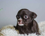 Собаки в Королеве: Щенкок Чихуа-хуа Мальчик, 15 000 руб. - фото 5