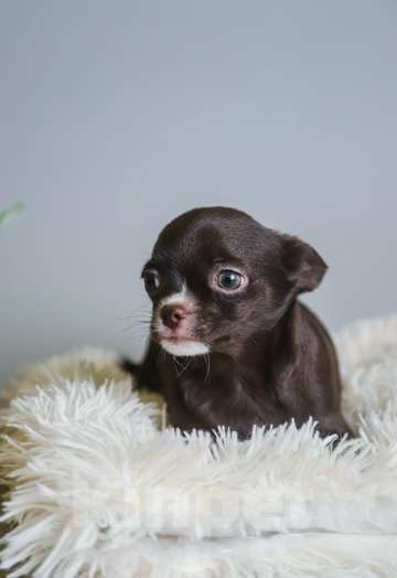 Собаки в Королеве: Щенкок Чихуа-хуа Мальчик, 15 000 руб. - фото 5