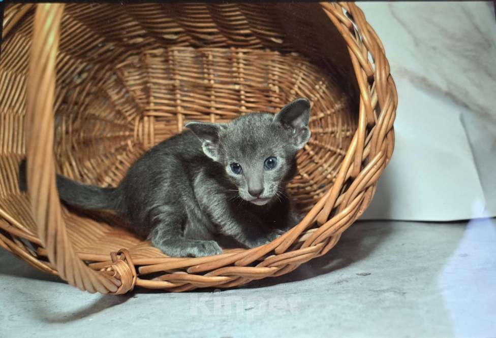 Кошки в Ростове-на-Дону: Ориенталтная кошечка Девочка, 20 000 руб. - фото 8