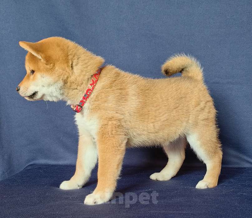 Собаки в Москве: Сиба ину.Мальчик 2 мес. Мальчик, 50 000 руб. - фото 7