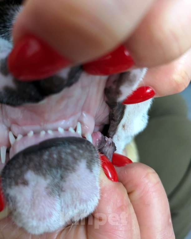 Собаки в Калининграде: Предлагается к продаже Мальчик, 100 000 руб. - фото 2