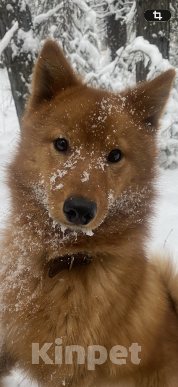 Собаки в Нижнем Тагиле: Продать, по ситуации у хозяина Мальчик, 50 000 руб. - фото 6