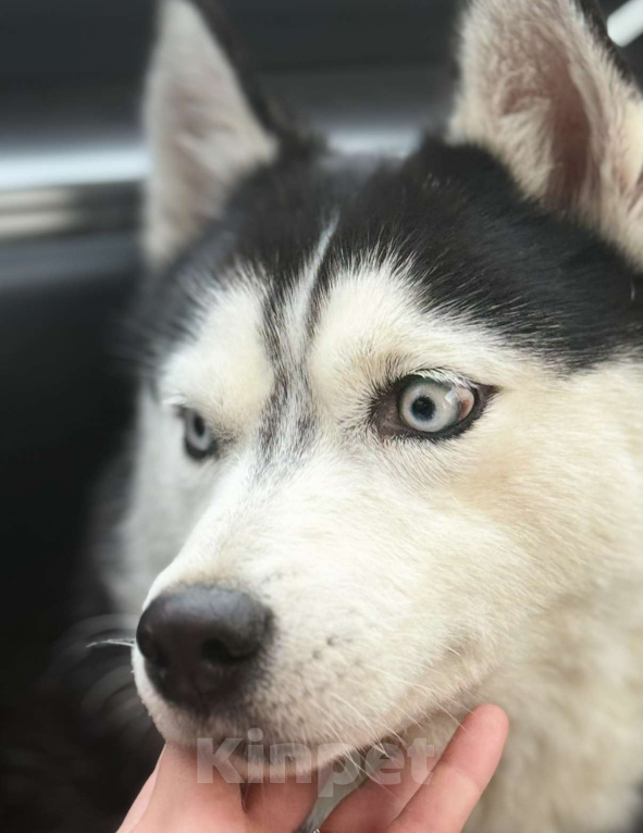 Собаки в других городах Московской области: Герда ищет дом Девочка, Бесплатно - фото 3