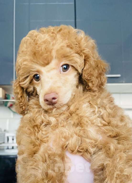 Собаки в Омске: Щенок той пудель,карликовый пудель Мальчик, 50 000 руб. - фото 3