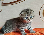 Кошки в Брянске: Шотландские котята  Девочка, 5 000 руб. - фото 3