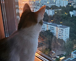 Кошки в Москве: Срочно отдам кошку подростка в добрые руки Девочка, Бесплатно - фото 6