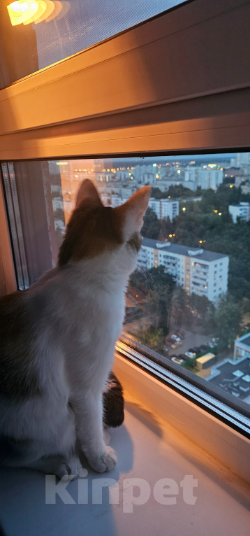 Кошки в Москве: Срочно отдам кошку подростка в добрые руки Девочка, Бесплатно - фото 6
