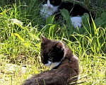 Кошки в Краснодаре: Котята в добрые руки. Срочно! Нужна помощь! Разнополые, Бесплатно - фото 3