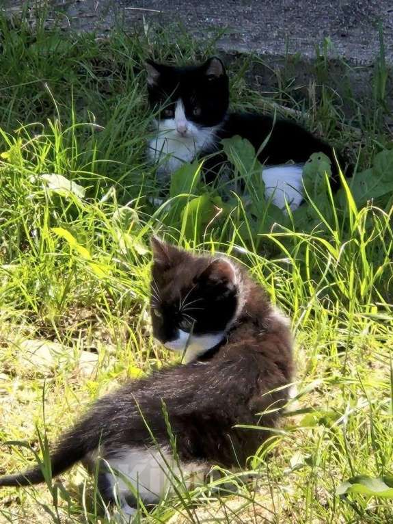Кошки в Краснодаре: Котята в добрые руки. Срочно! Нужна помощь! Разнополые, Бесплатно - фото 3