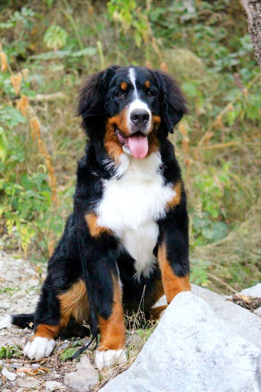 Собаки в Москве: Щенок Бернского зенненхунда Девочка, 200 000 руб. - фото 2