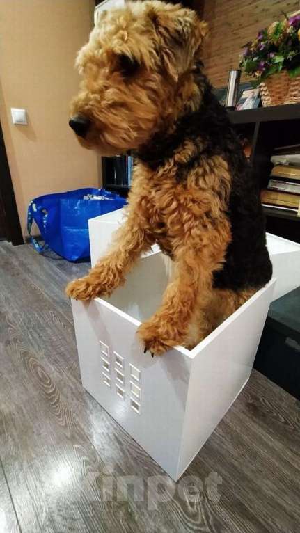 Собаки в Москве: Собака Руна - вельштерьер в добрые руки! Девочка, Бесплатно - фото 3