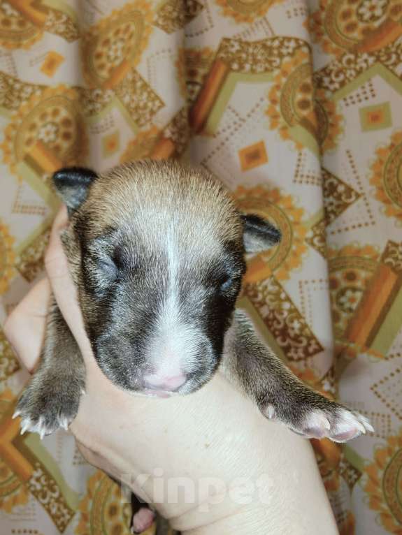 Собаки в Москве: Бультерьер стандартный, щенок Мальчик, Бесплатно - фото 4