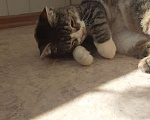 Кошки в Краснодаре: Пропала кошка!! Краснодар, в районе Суворова, 74!! Девочка, 1 руб. - фото 1