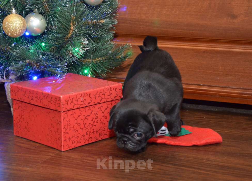 Собаки в Твери: Малышка мопса чёрного окраса Девочка, 50 000 руб. - фото 1