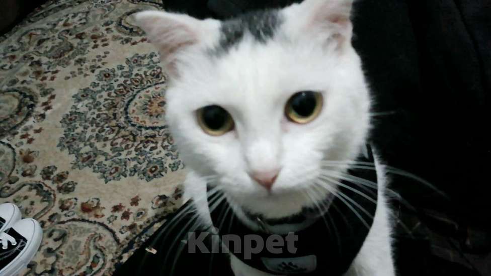 Кошки в Махачкале: котенок девочка в добрые руки Девочка, Бесплатно - фото 2