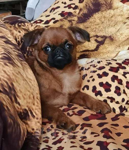 Собаки в Москве: Девочка пти-брабансон Девочка, 55 000 руб. - фото 1