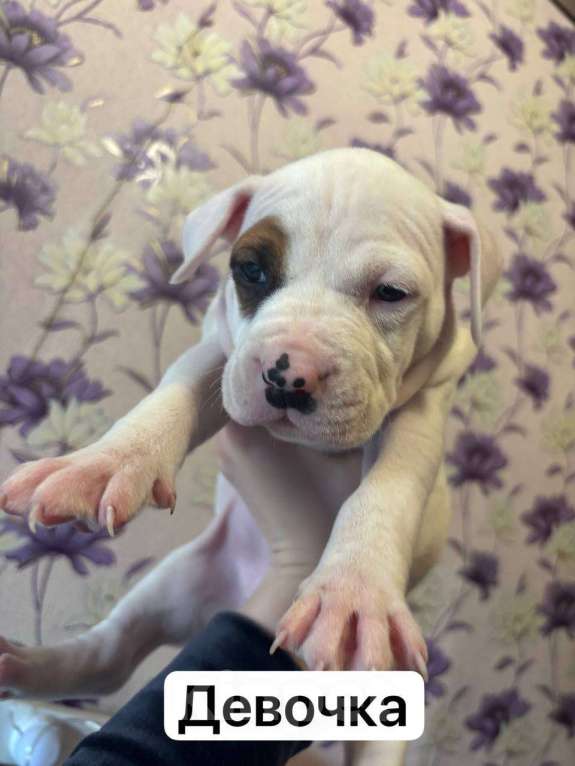 Собаки в Кирове: Щенки амстаффа Девочка, 10 000 руб. - фото 2